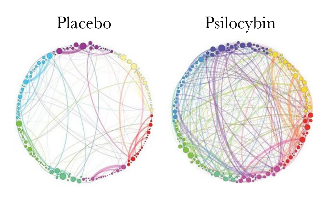 How Psychedelics Improve Your Brain S Neuroplasticity